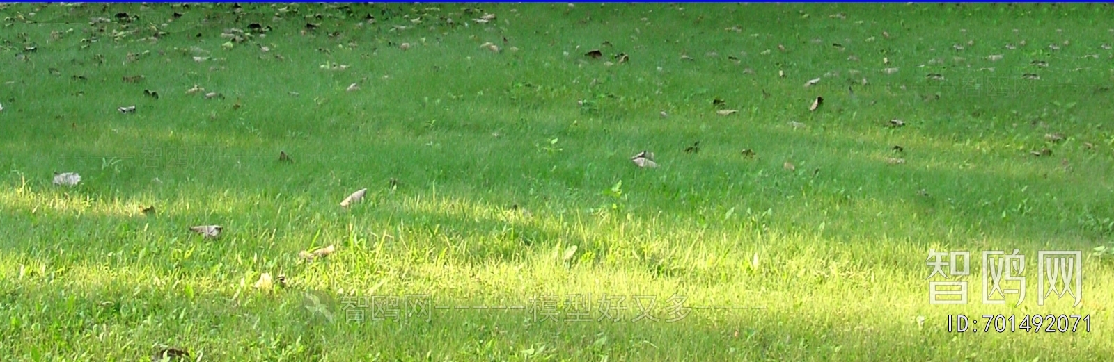 Grass