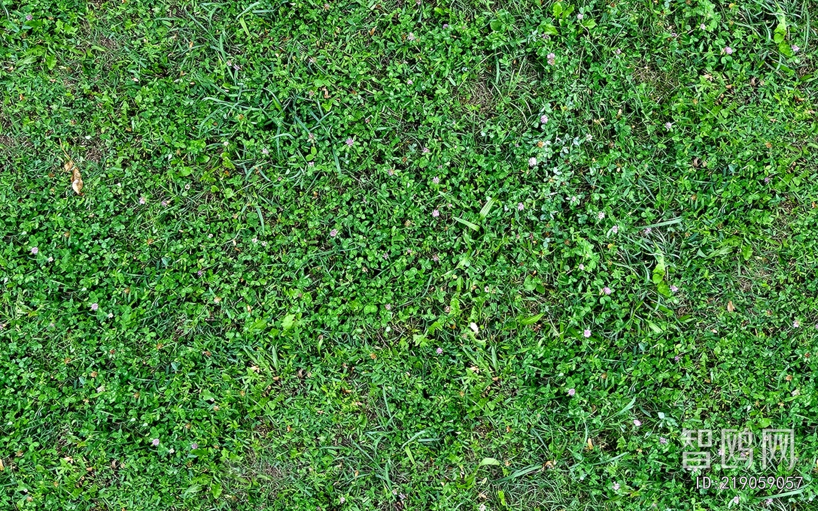 Grass