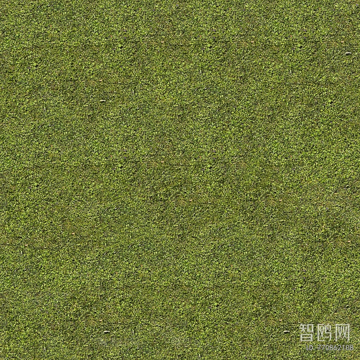 Grass