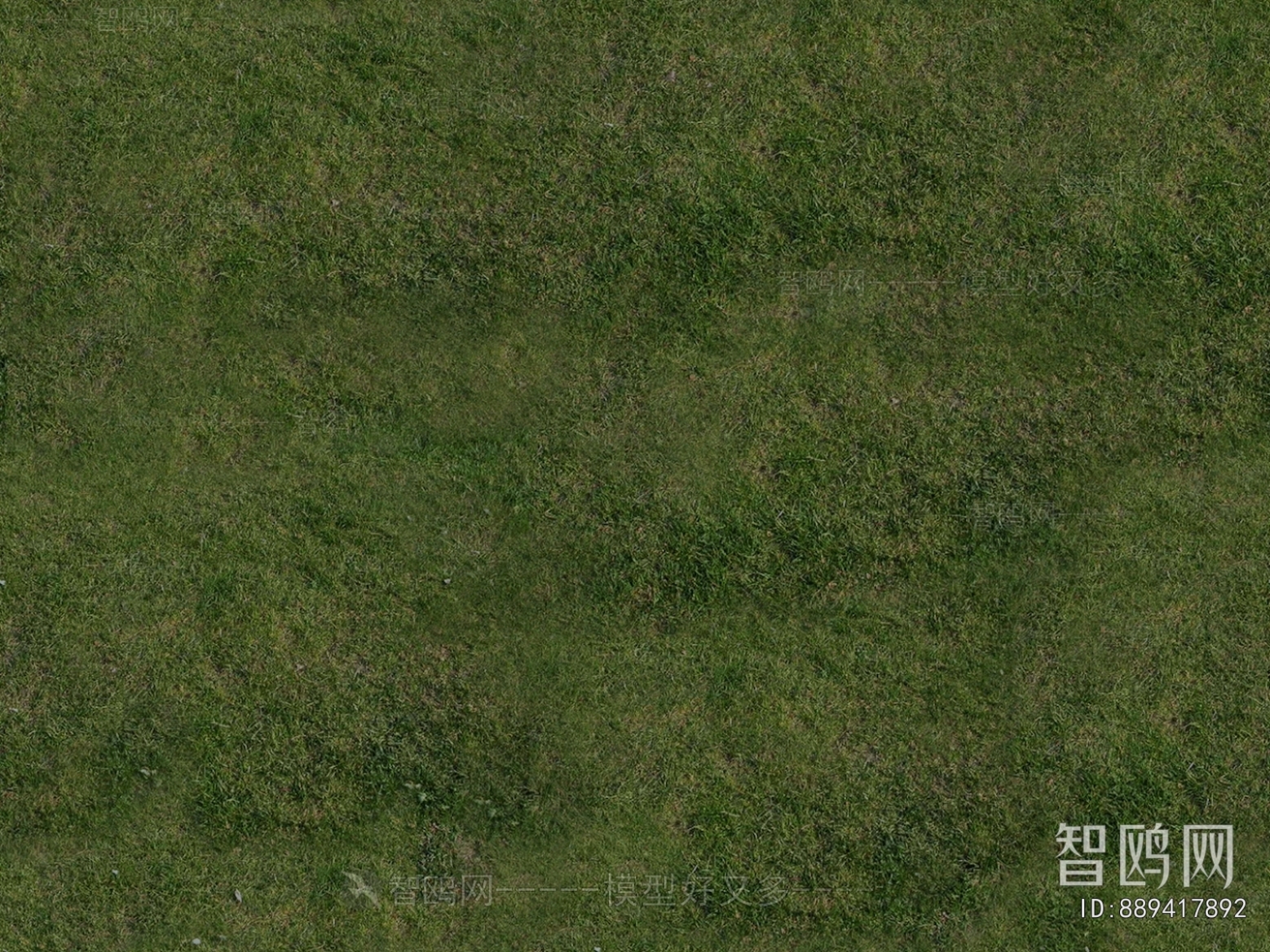 Grass
