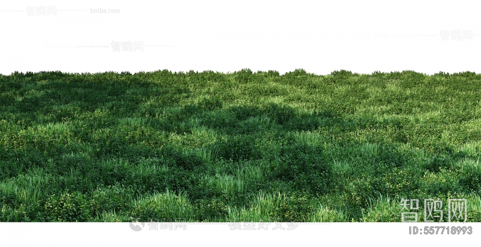 Grass
