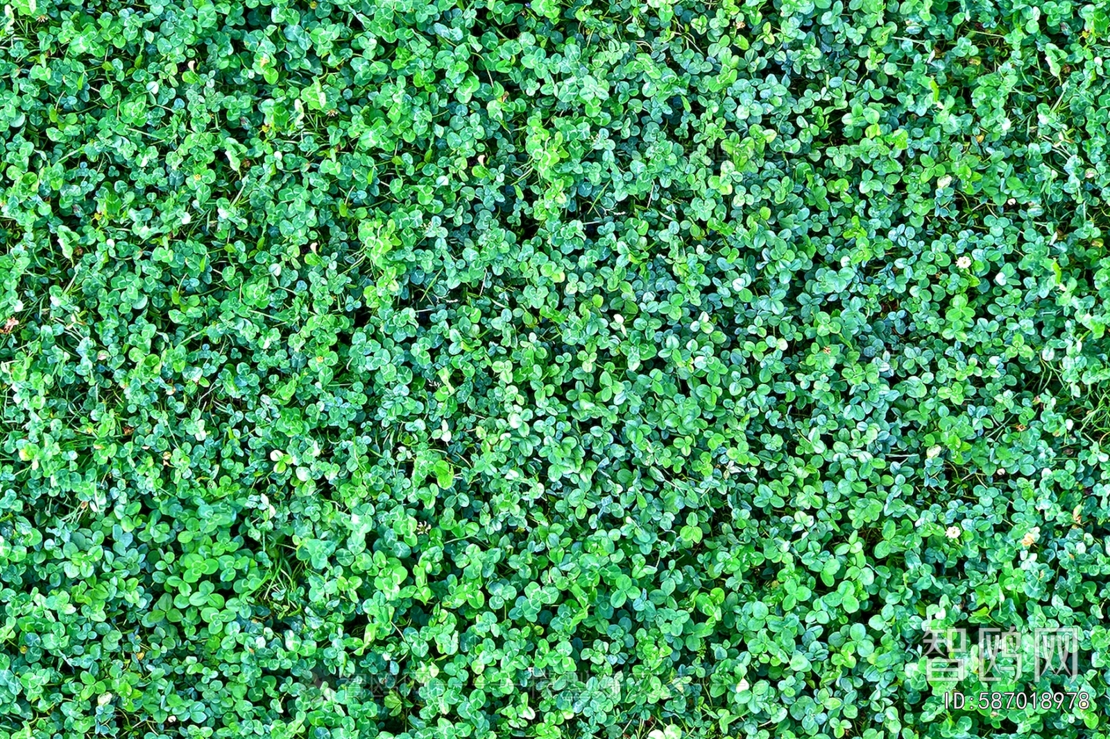 Grass