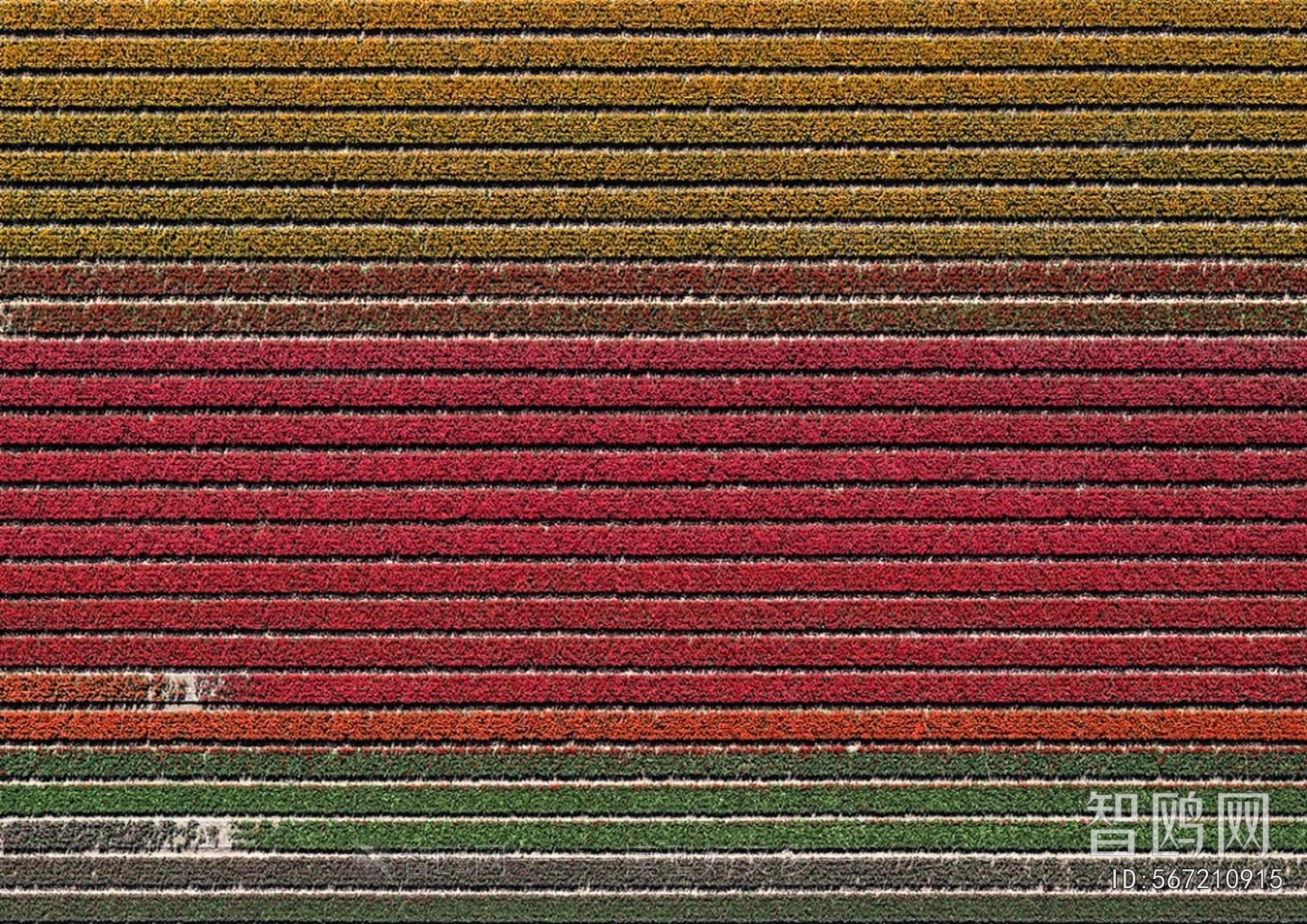 Grass