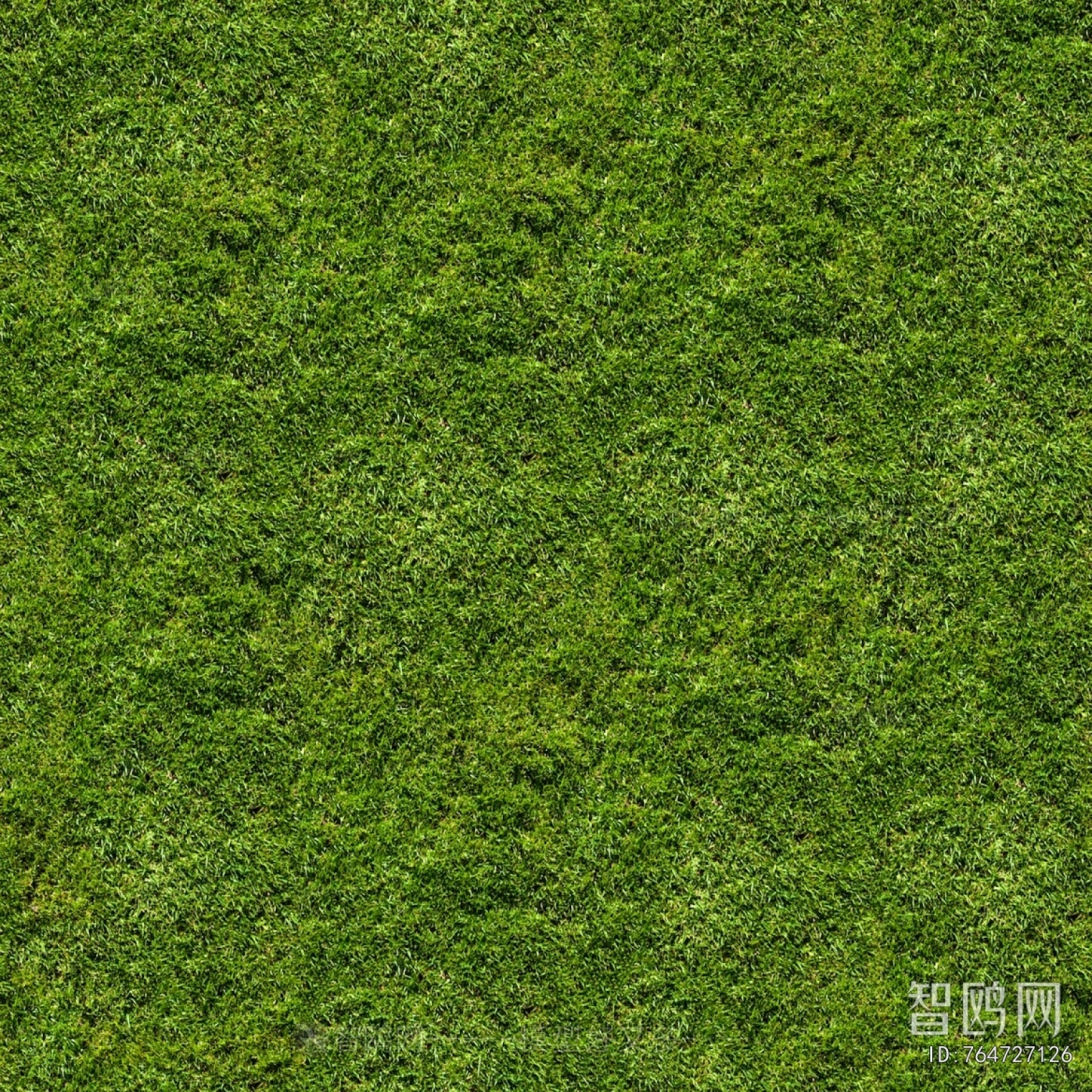 Grass