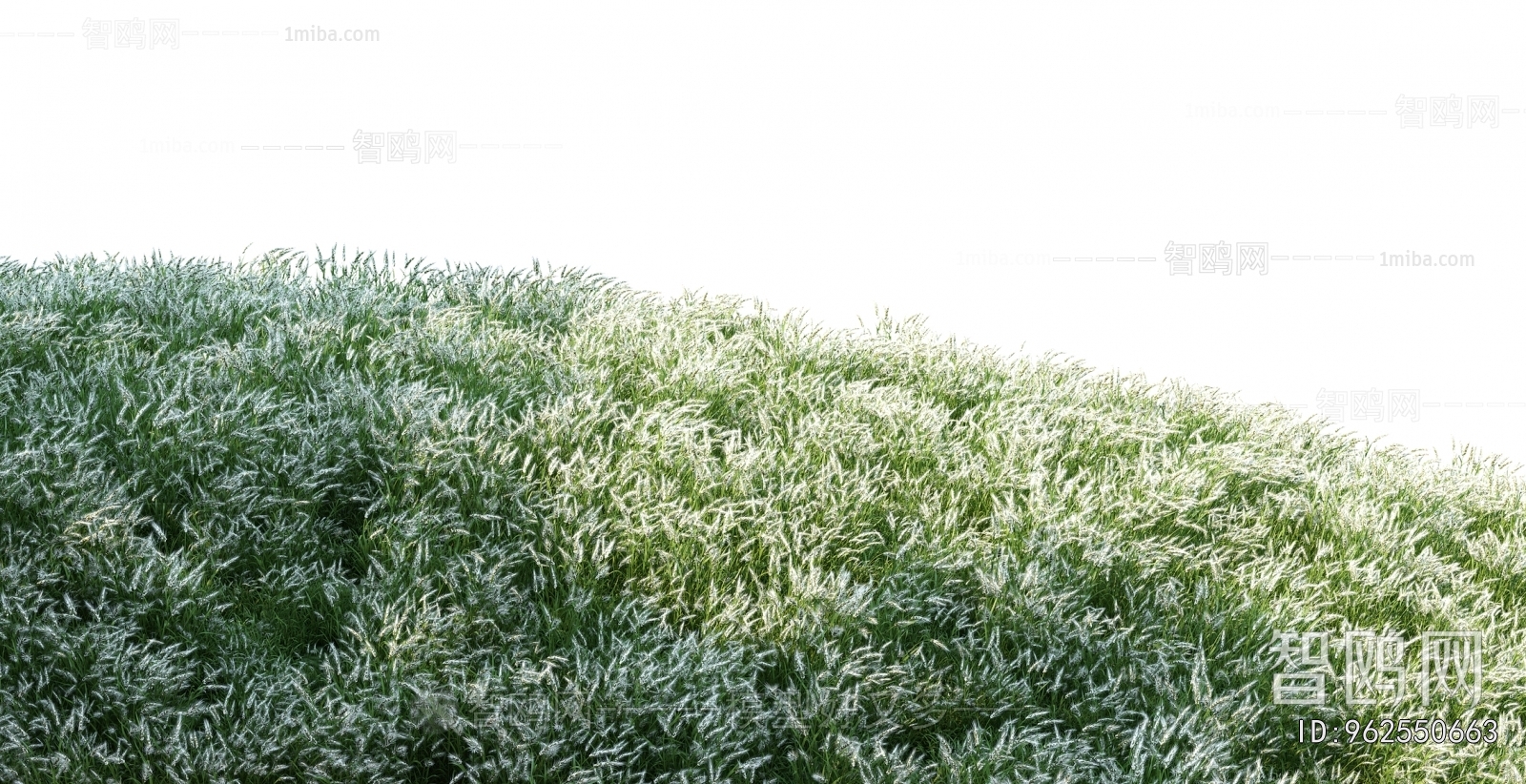 Grass