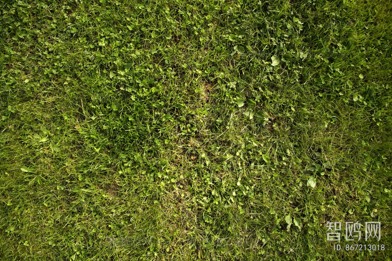 Grass