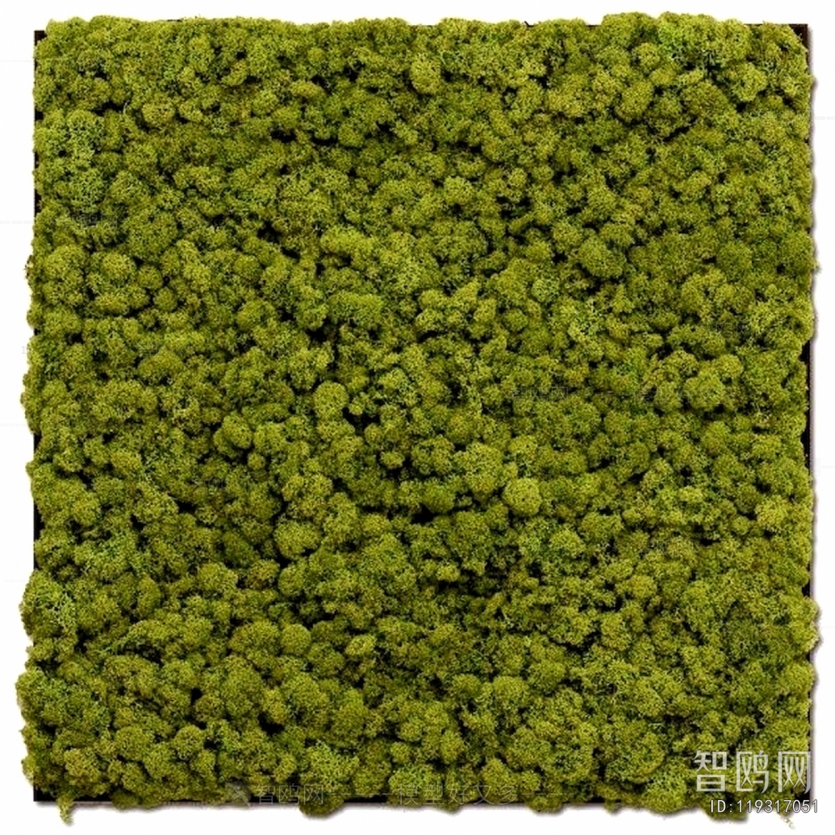 Grass