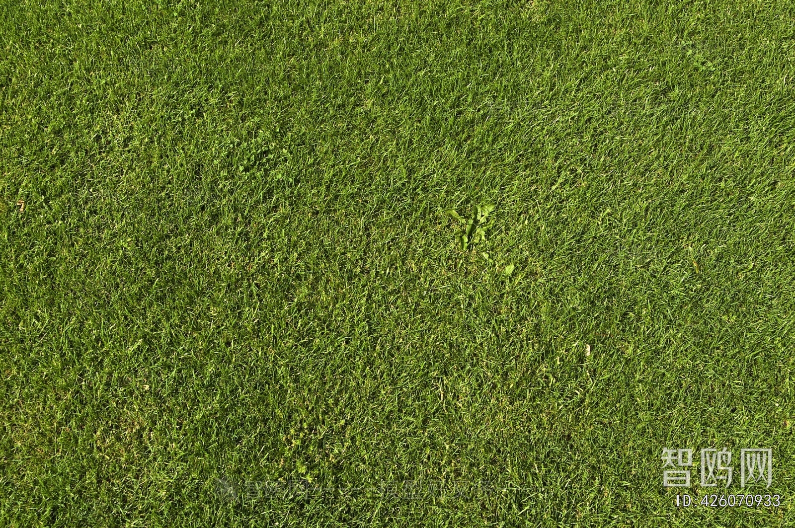 Grass