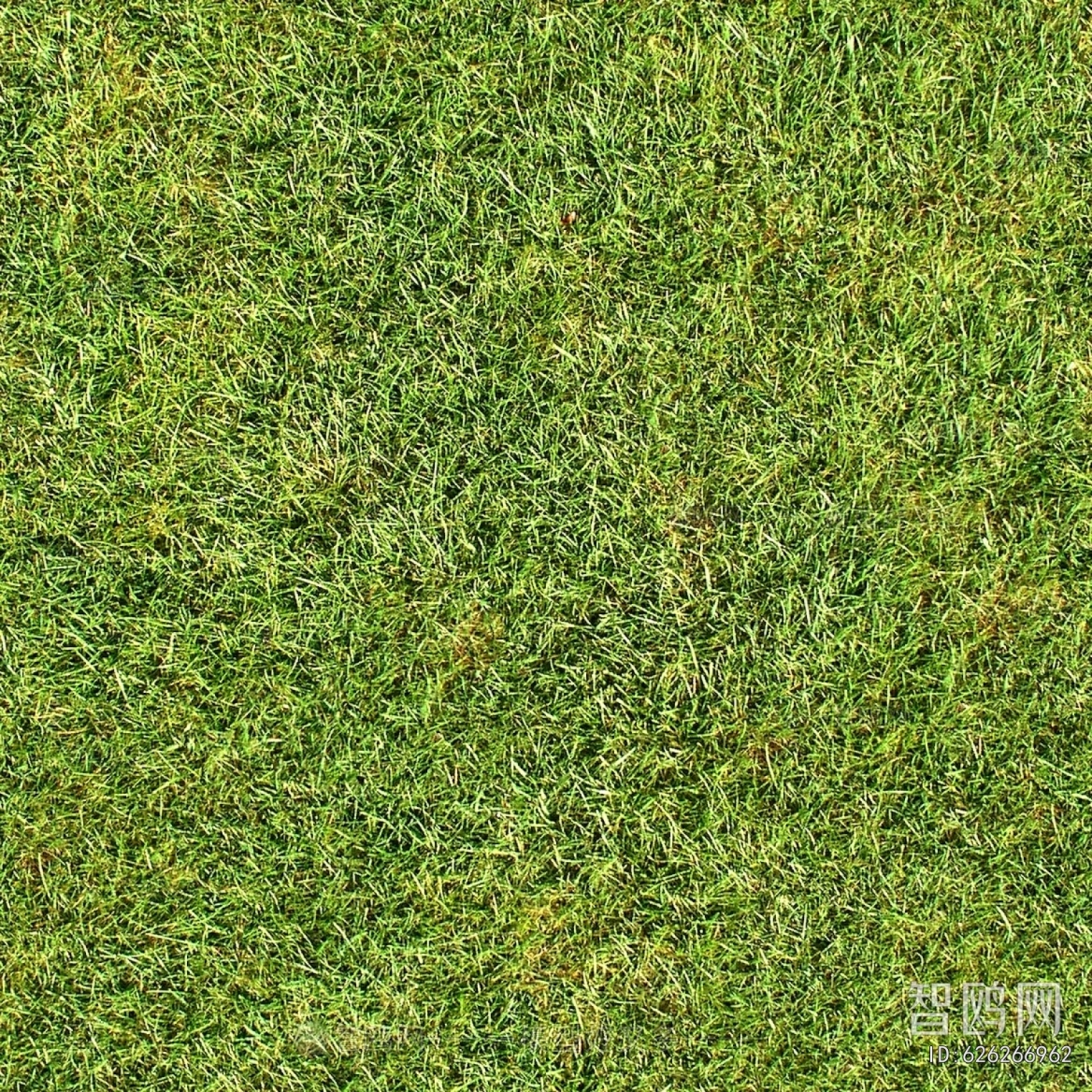 Grass