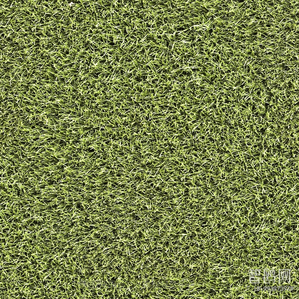 Grass