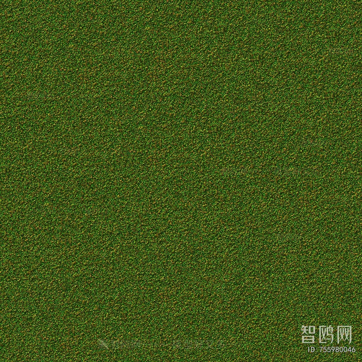 Grass