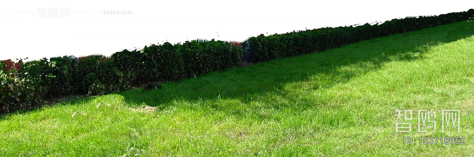 Grass