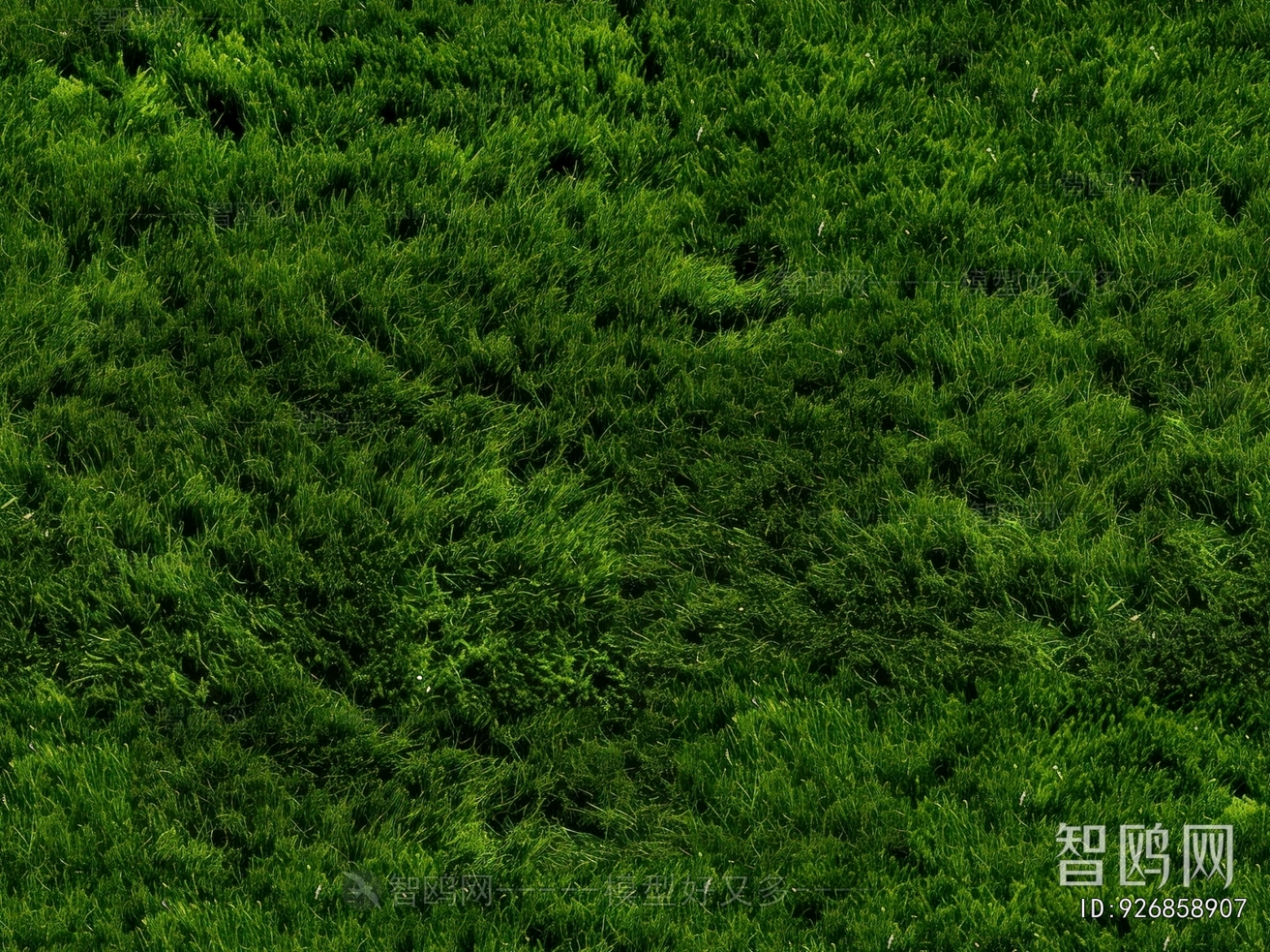 Grass