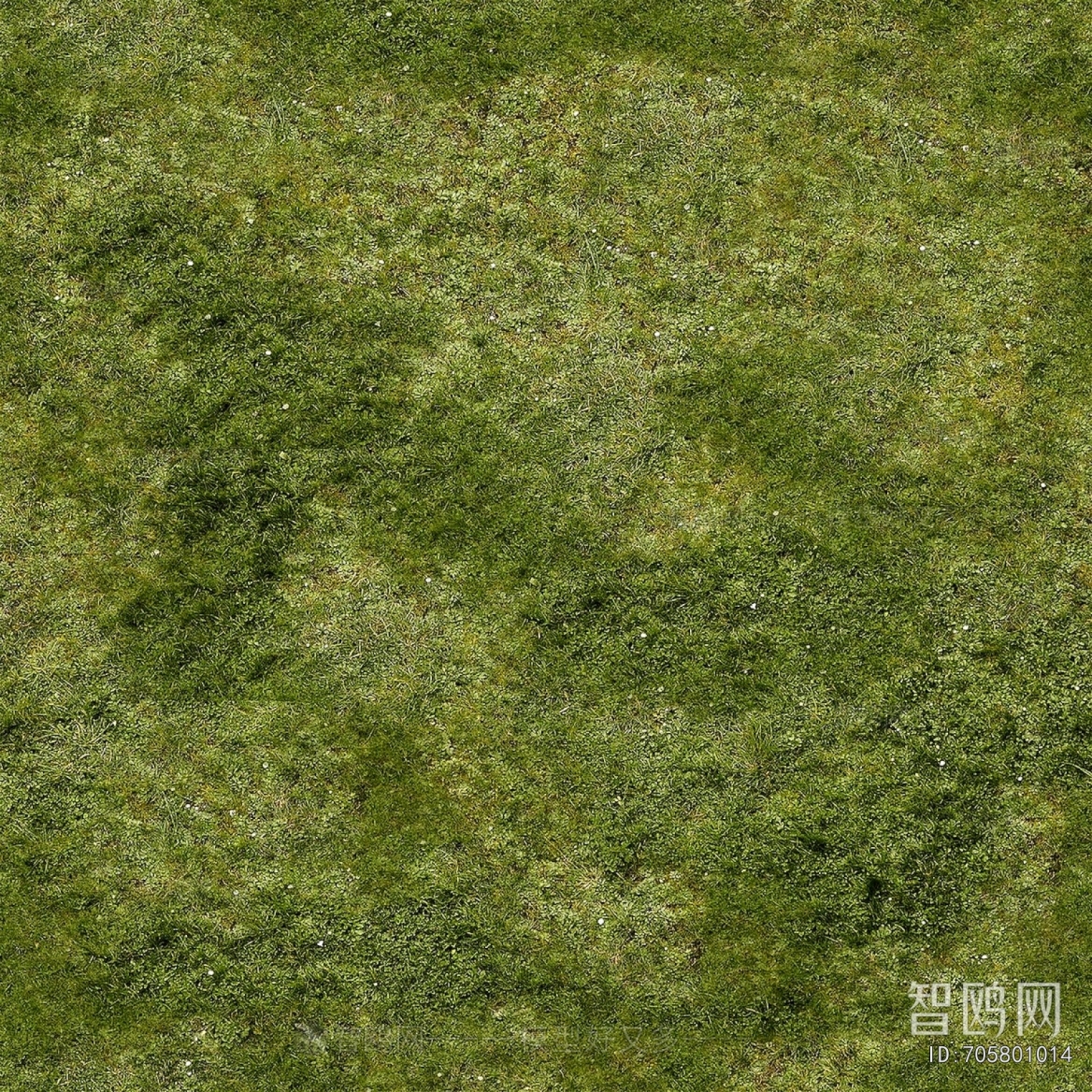 Grass