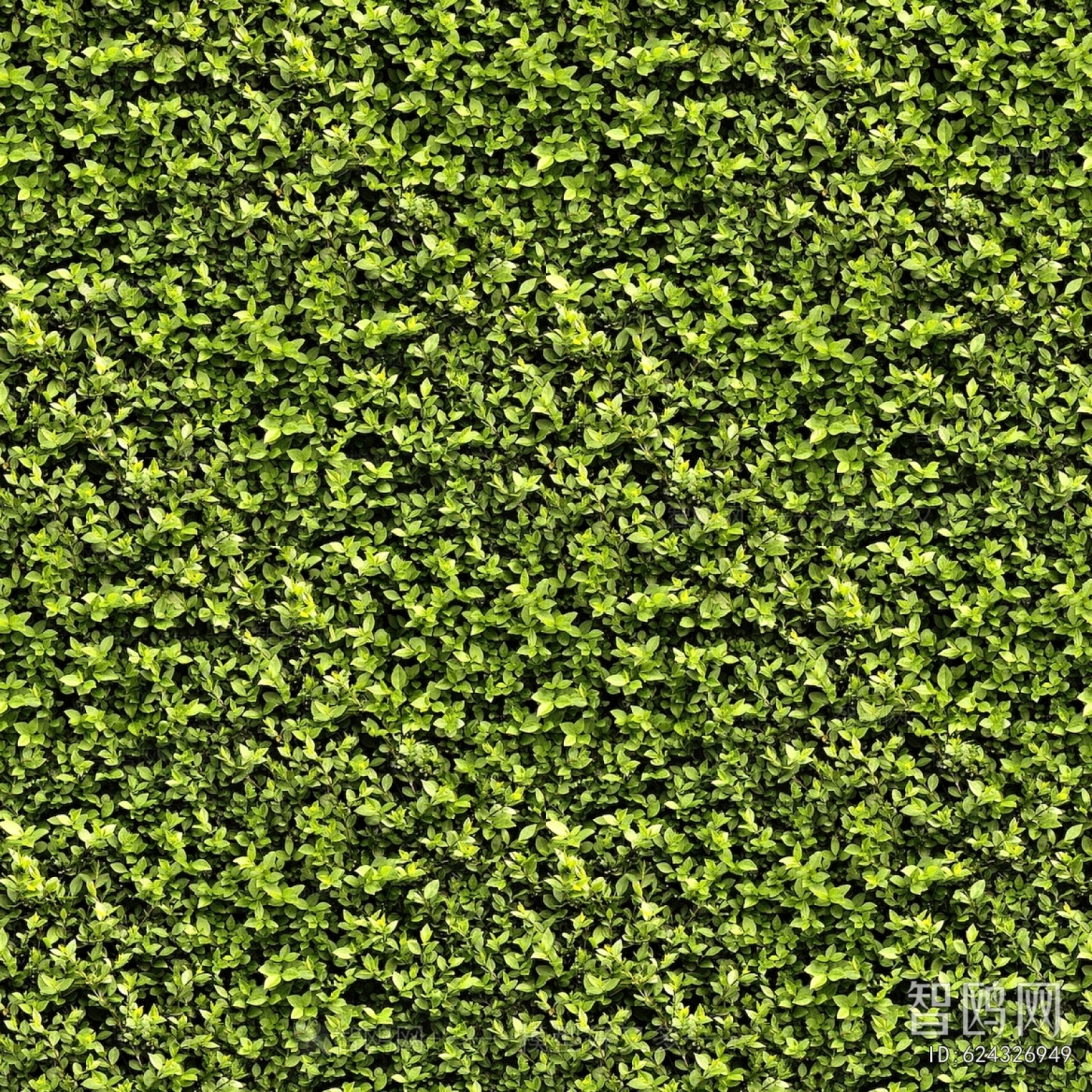 Grass