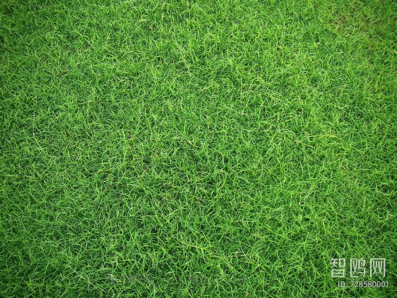 Grass