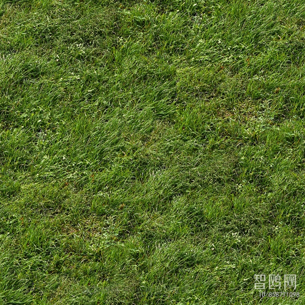 Grass