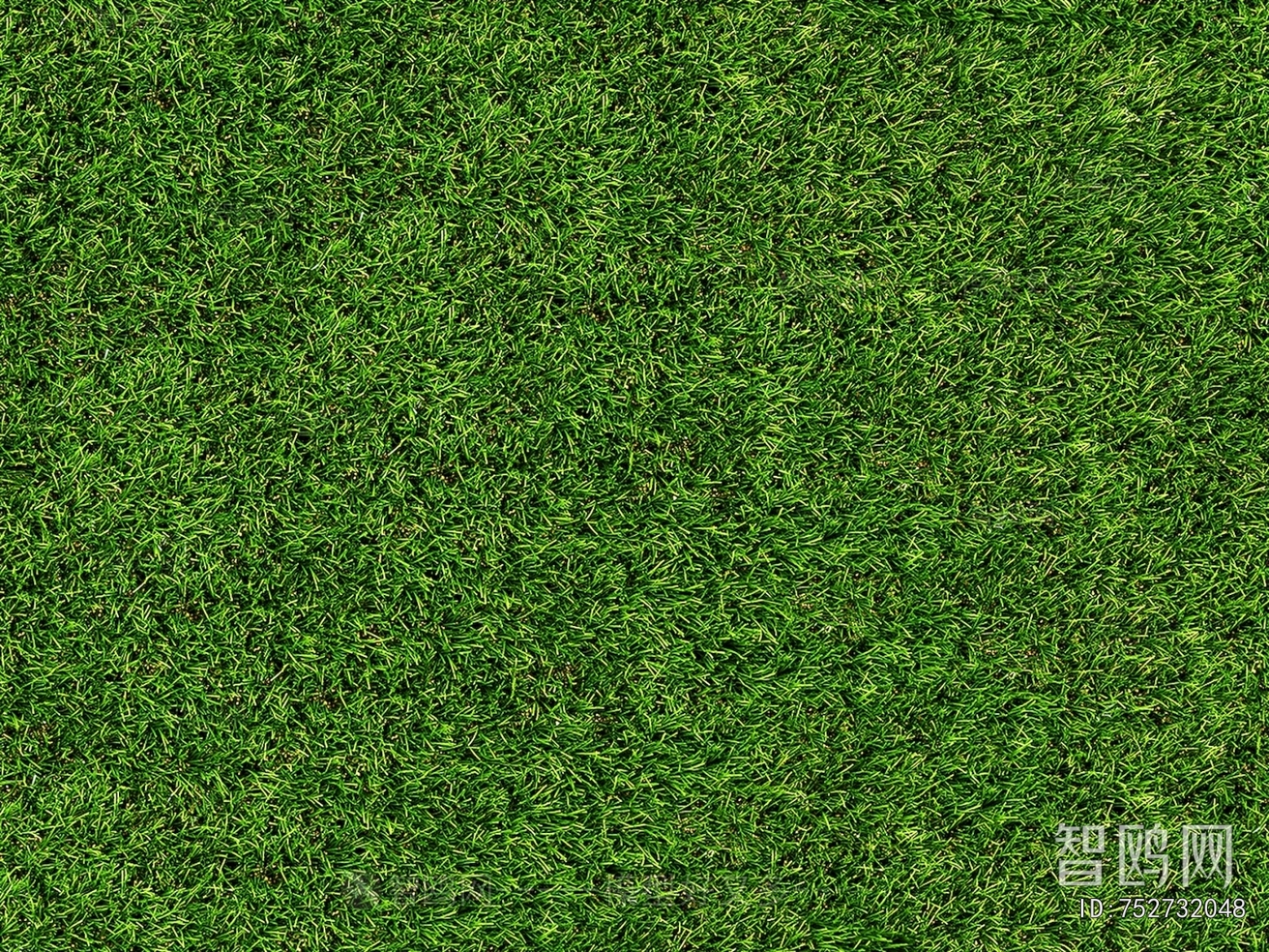 Grass