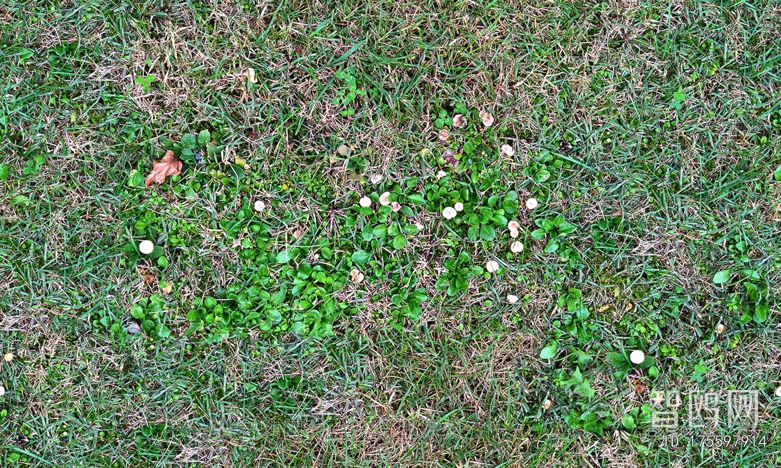 Grass