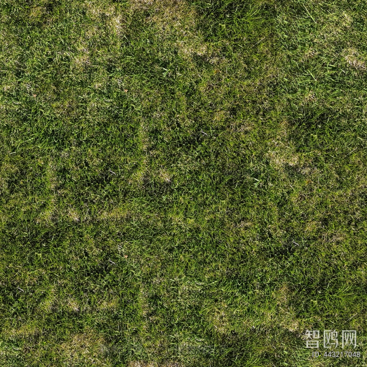 Grass