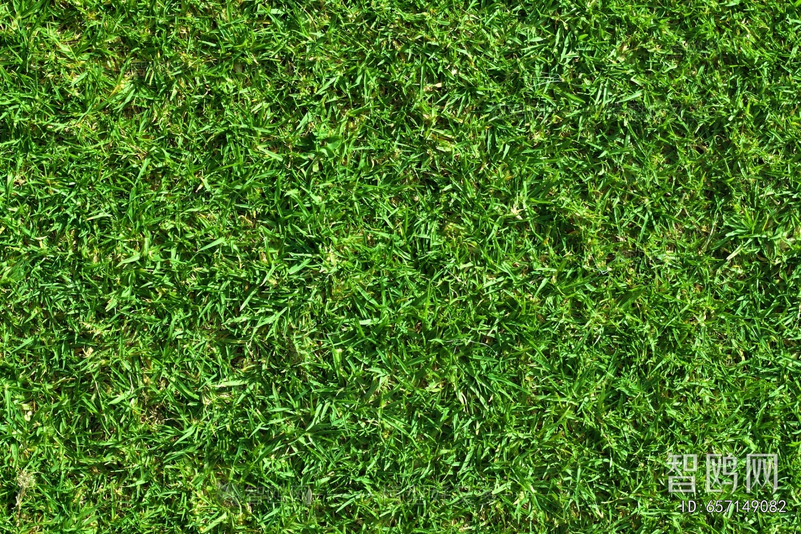 Grass