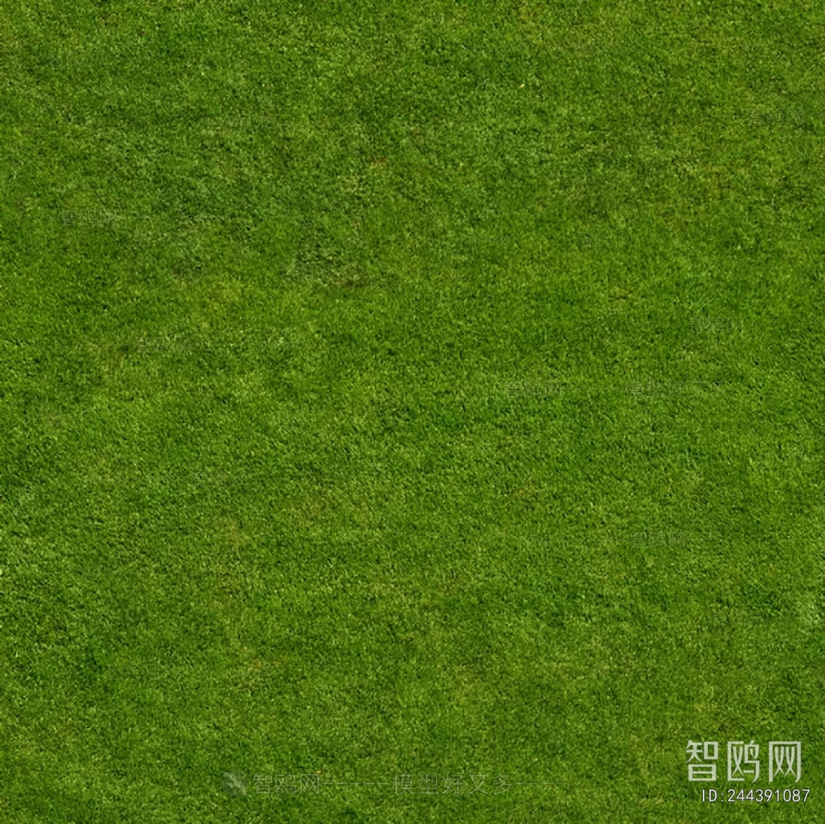 Grass