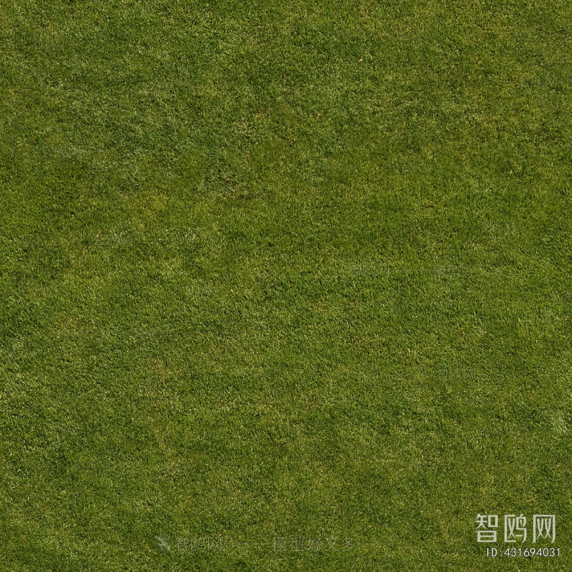 Grass