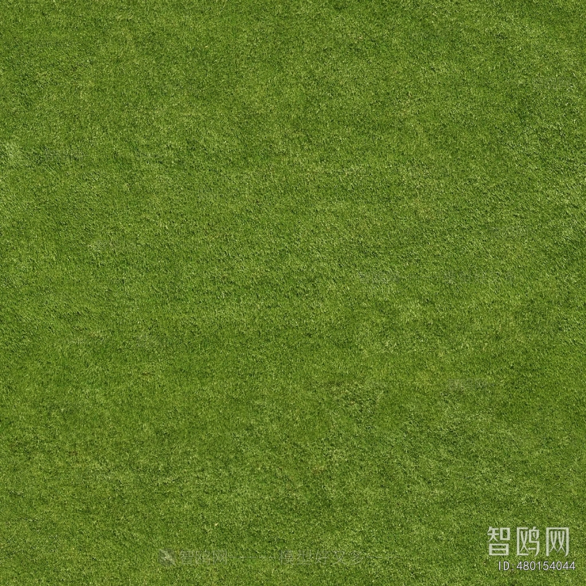 Grass