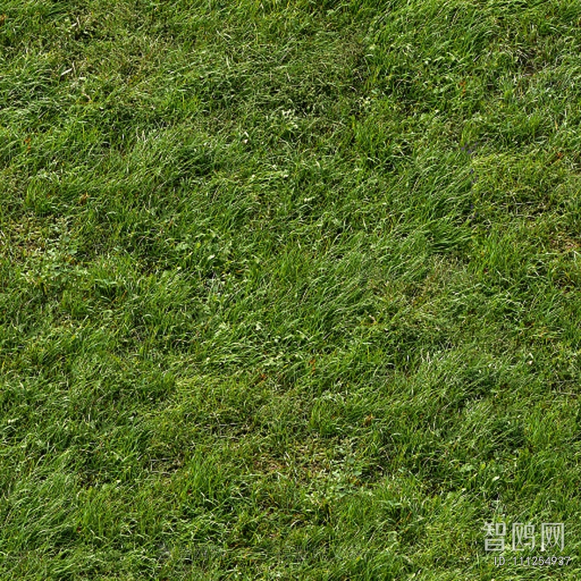 Grass