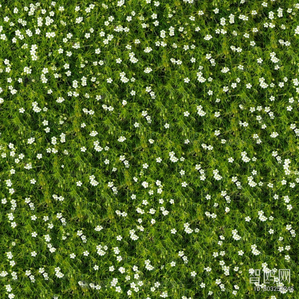Grass