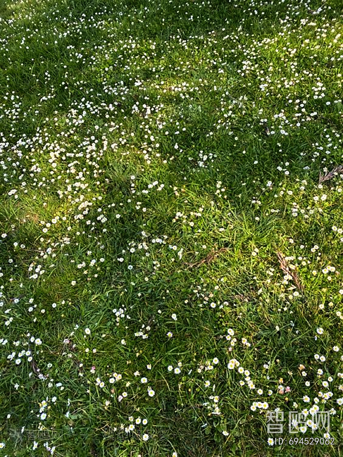 Grass