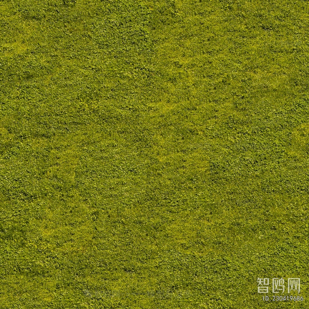 Grass