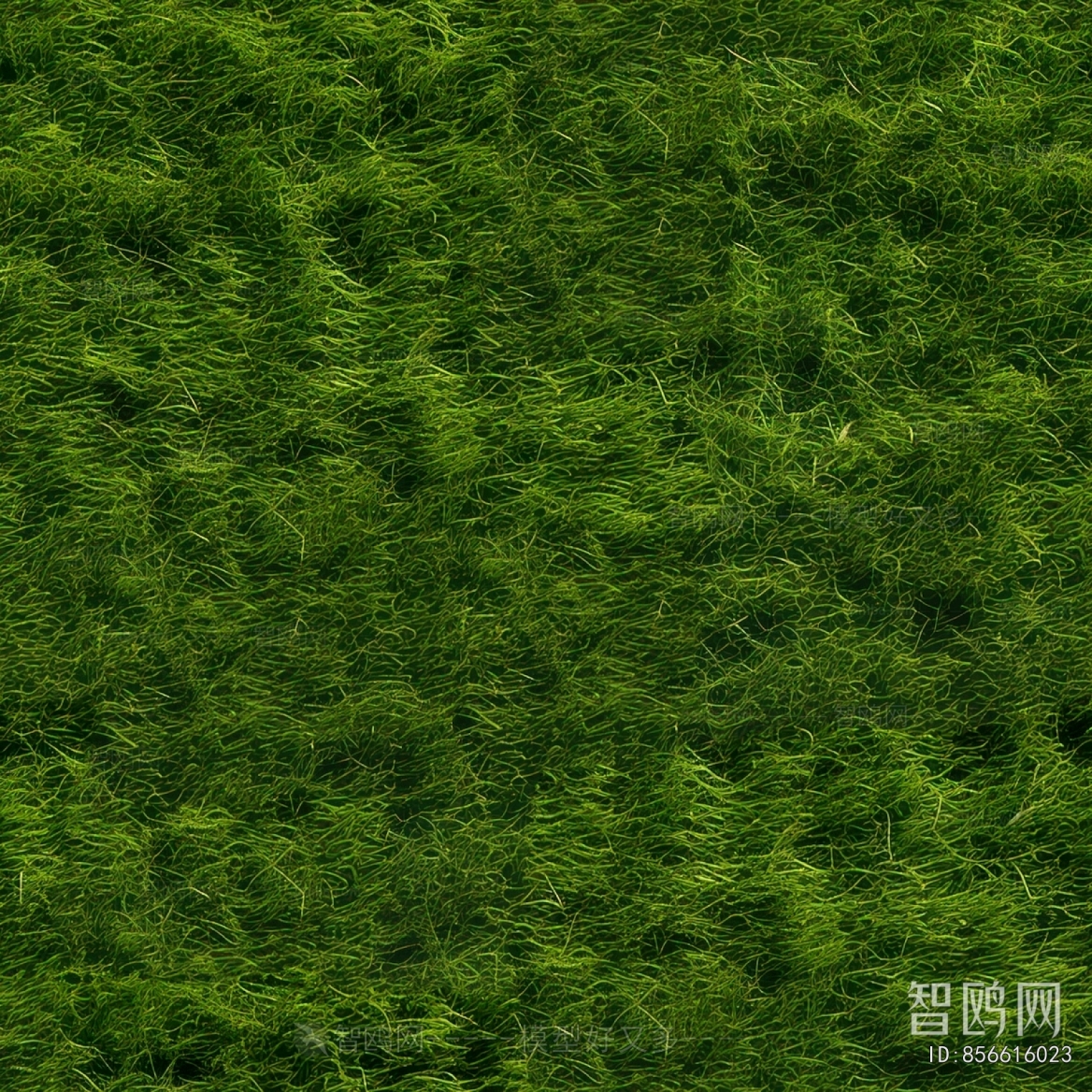 Grass