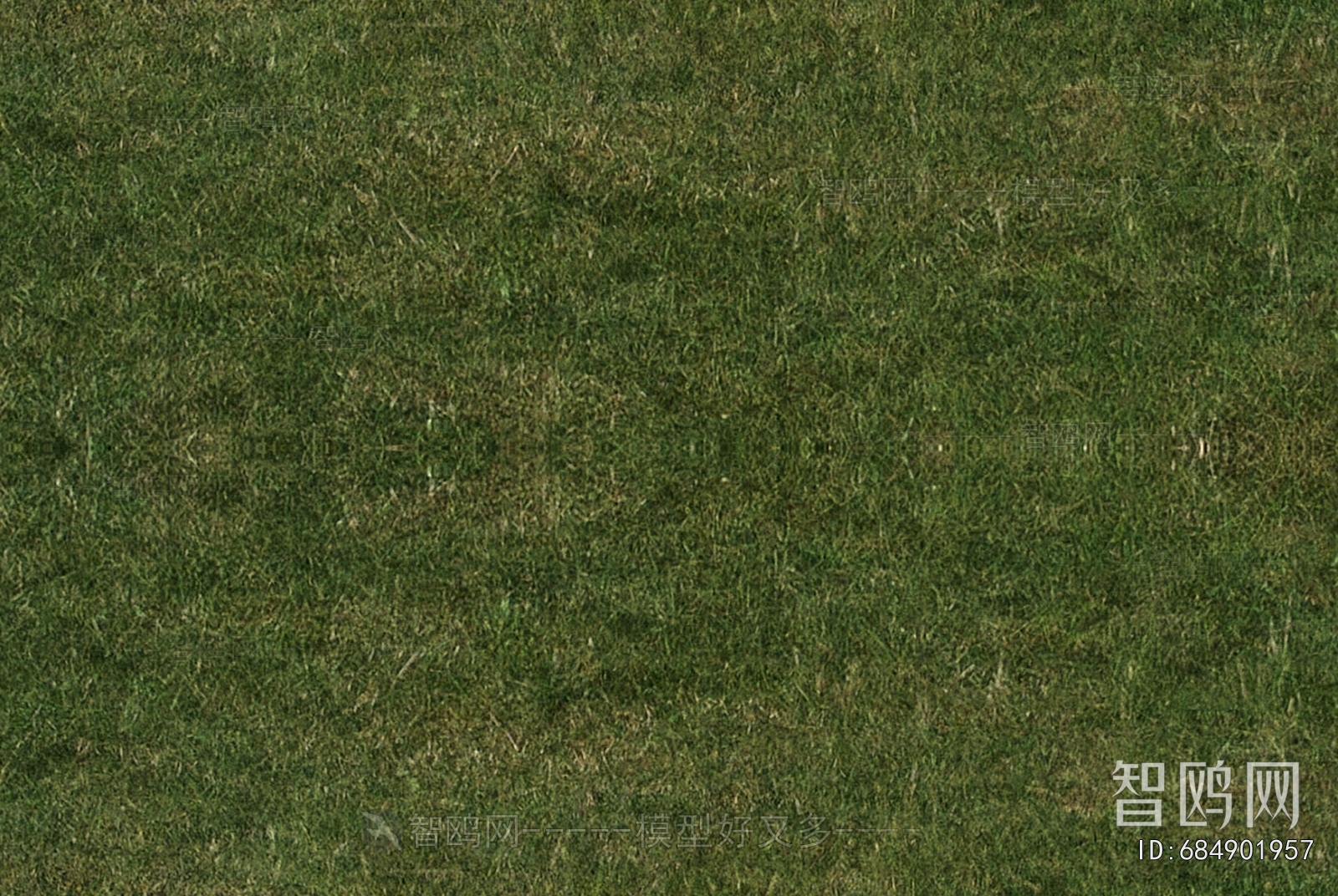 Grass