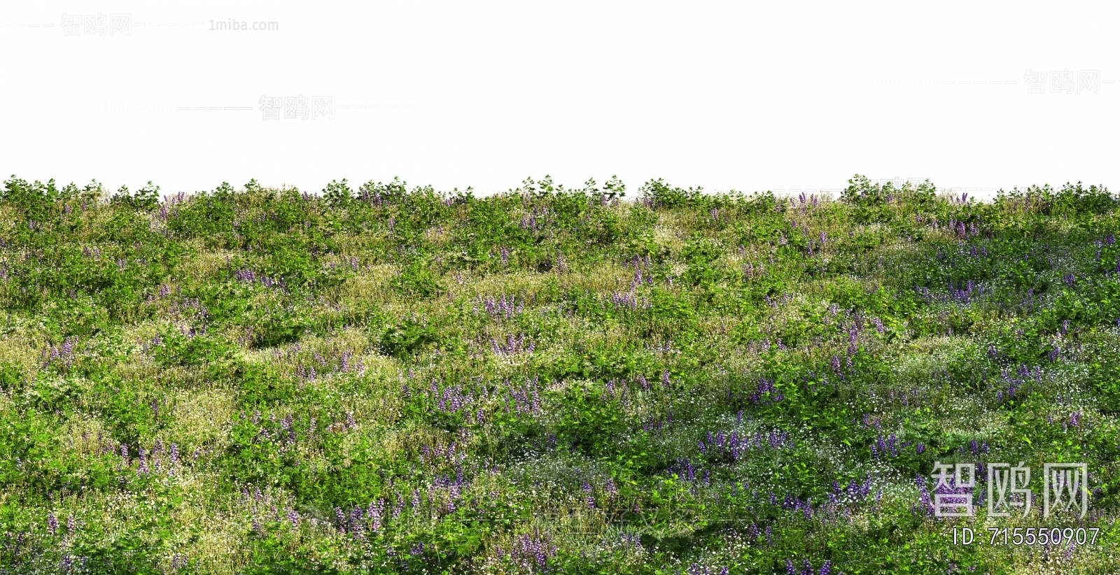 Grass