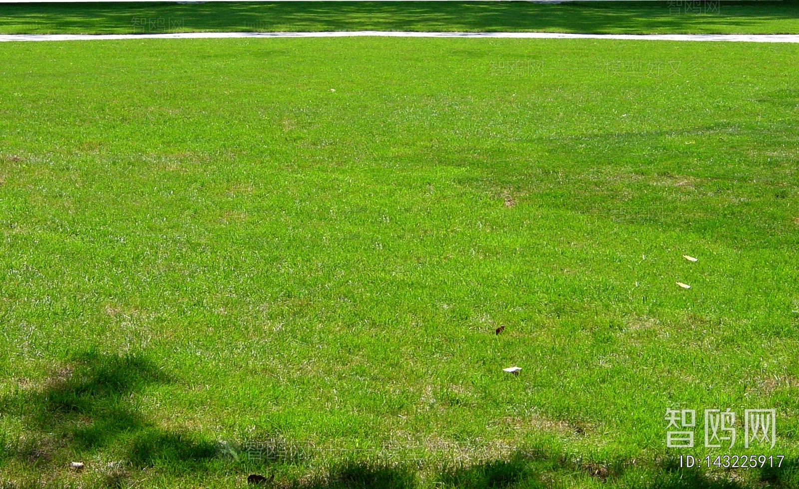 Grass