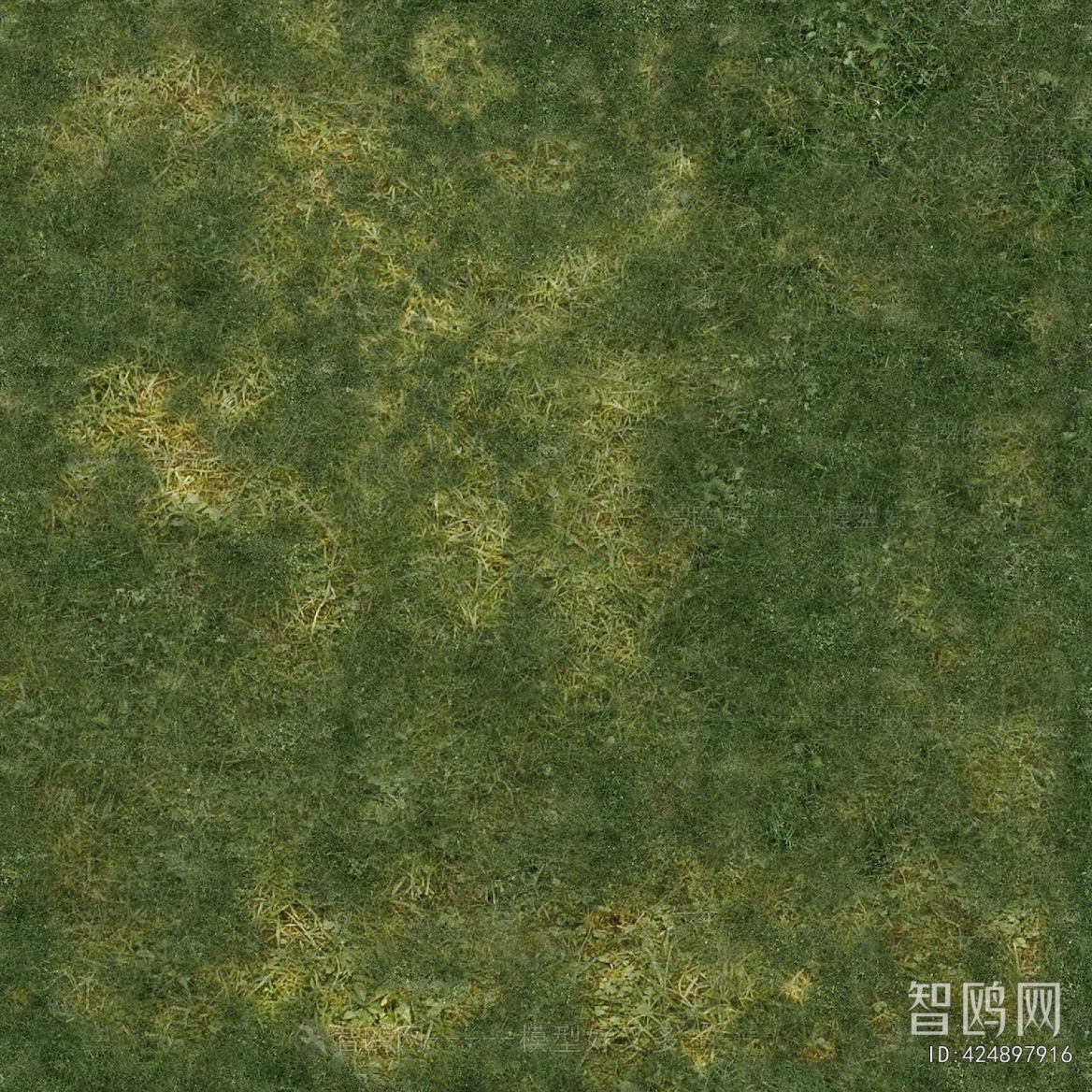 Grass