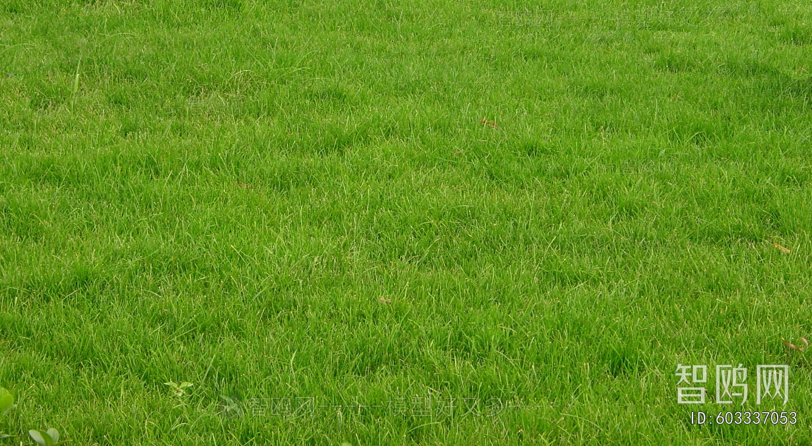 Grass