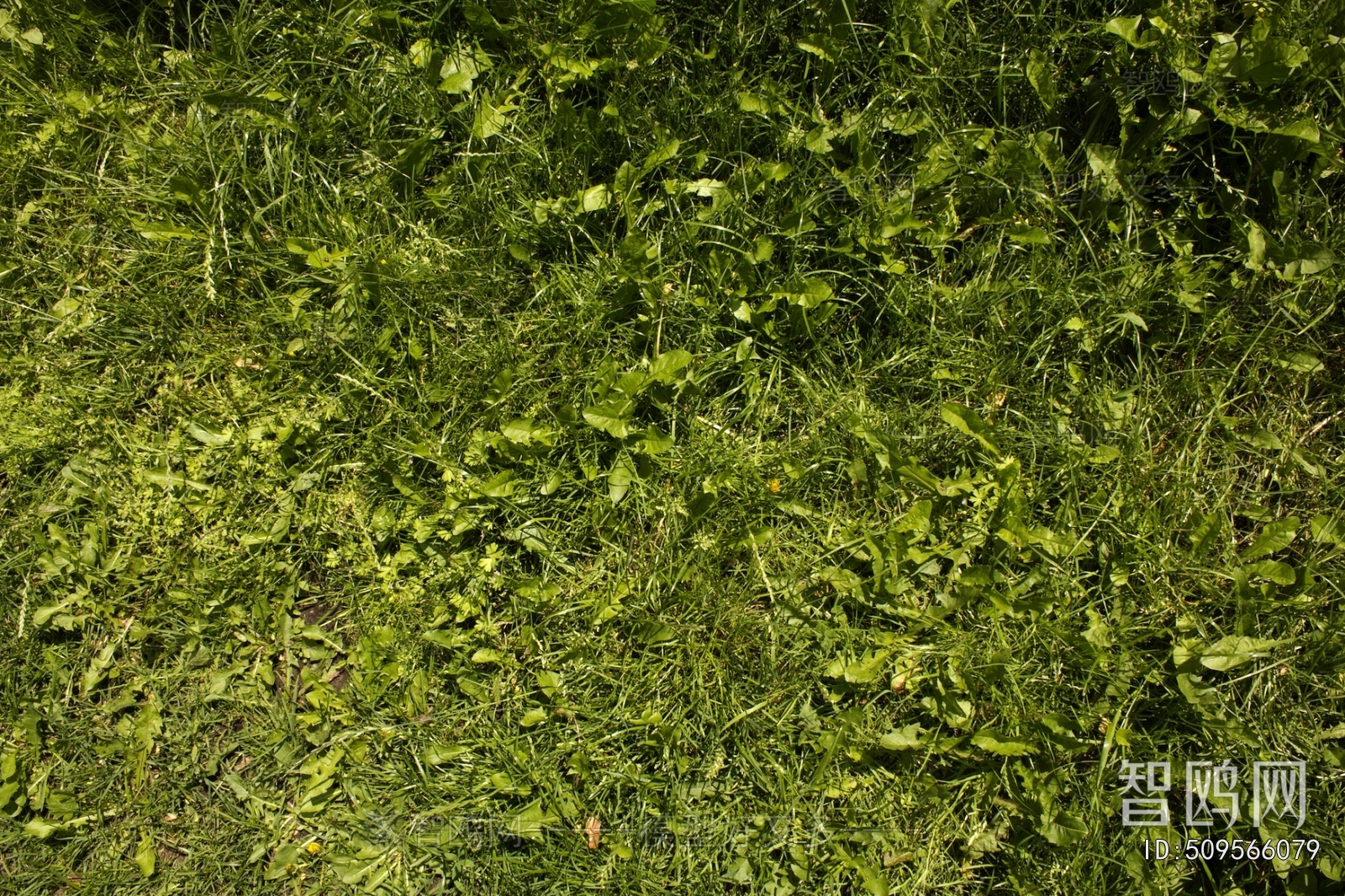 Grass