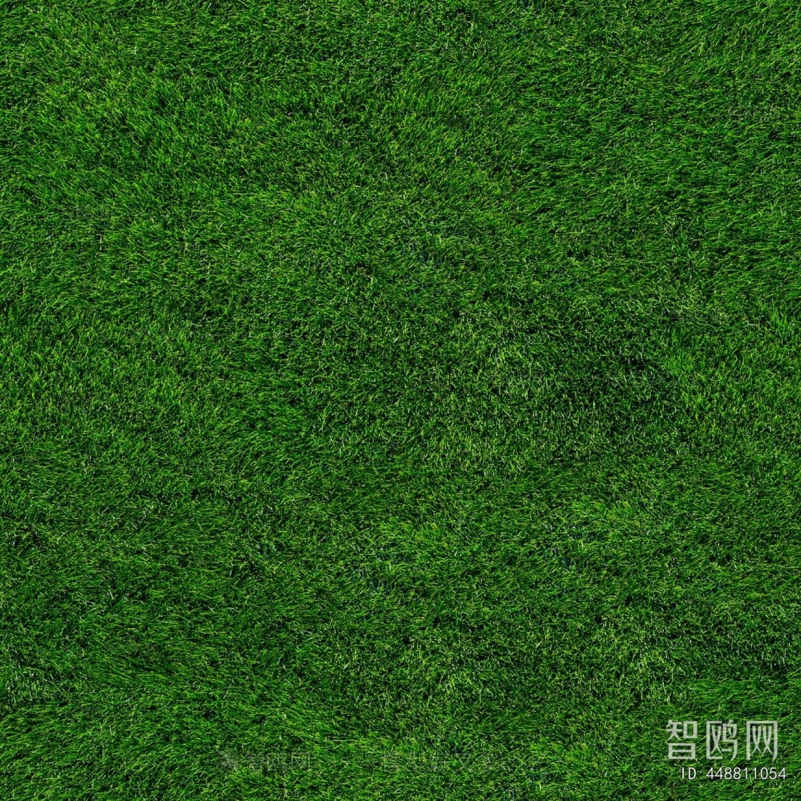 Grass