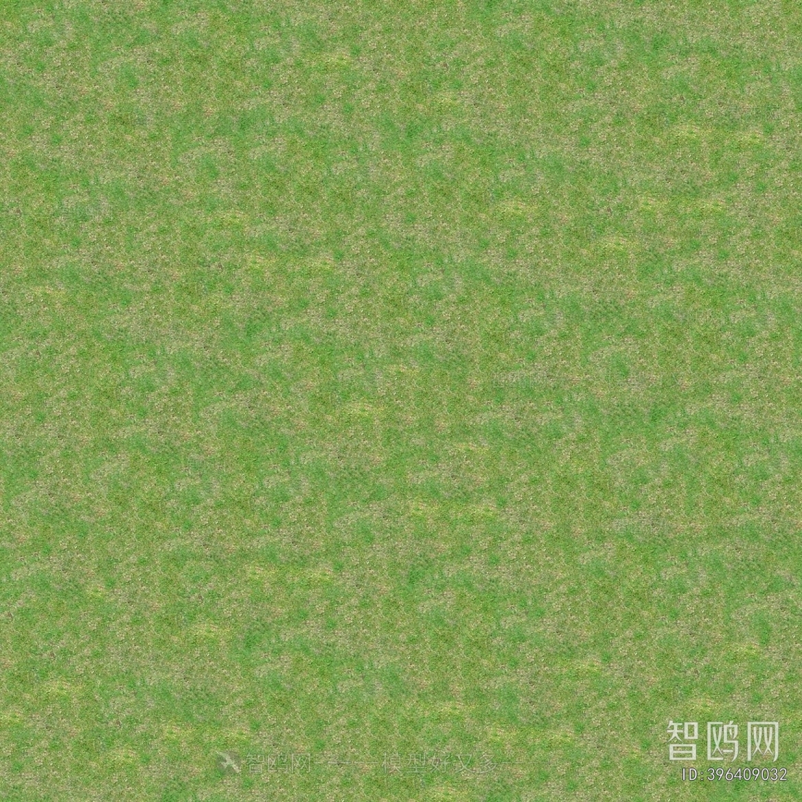 Grass