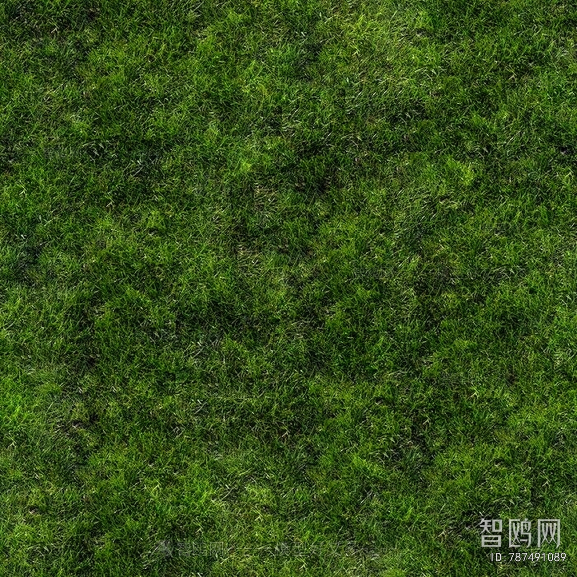 Grass