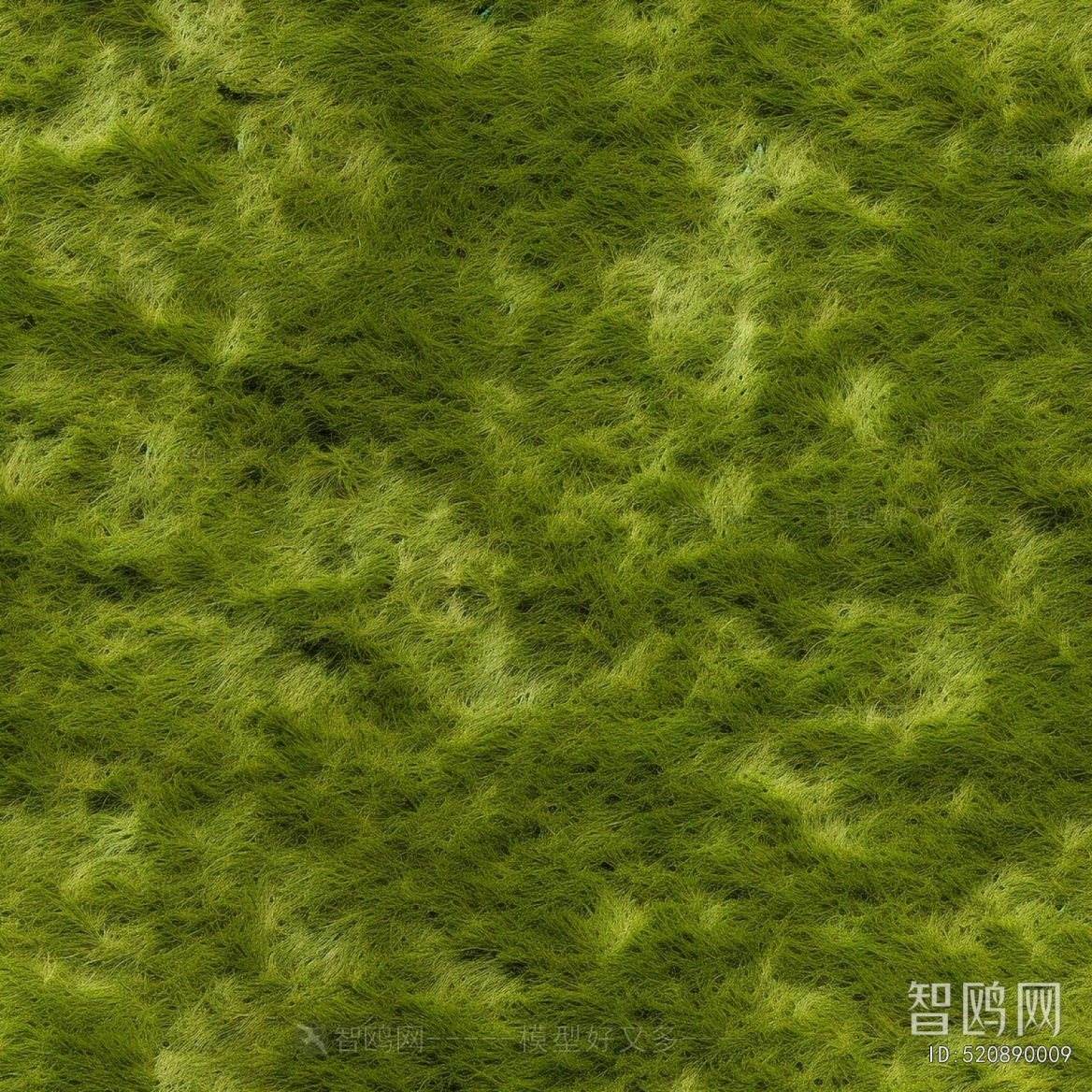 Grass