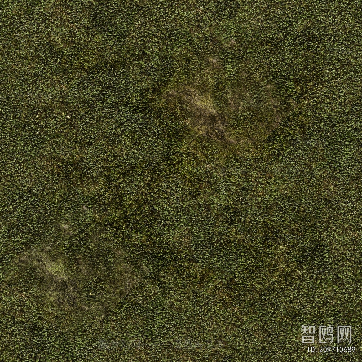 Grass