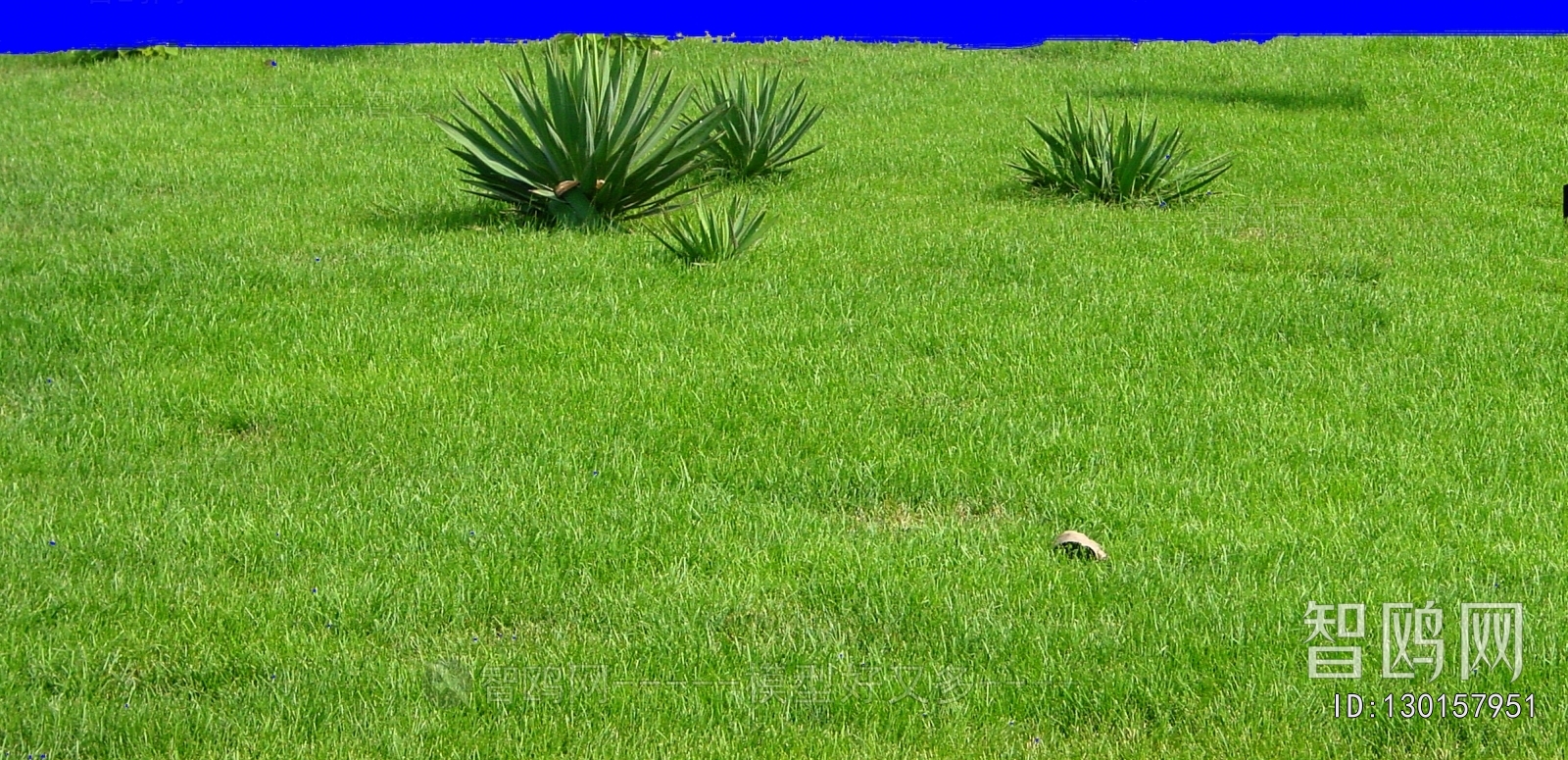 Grass