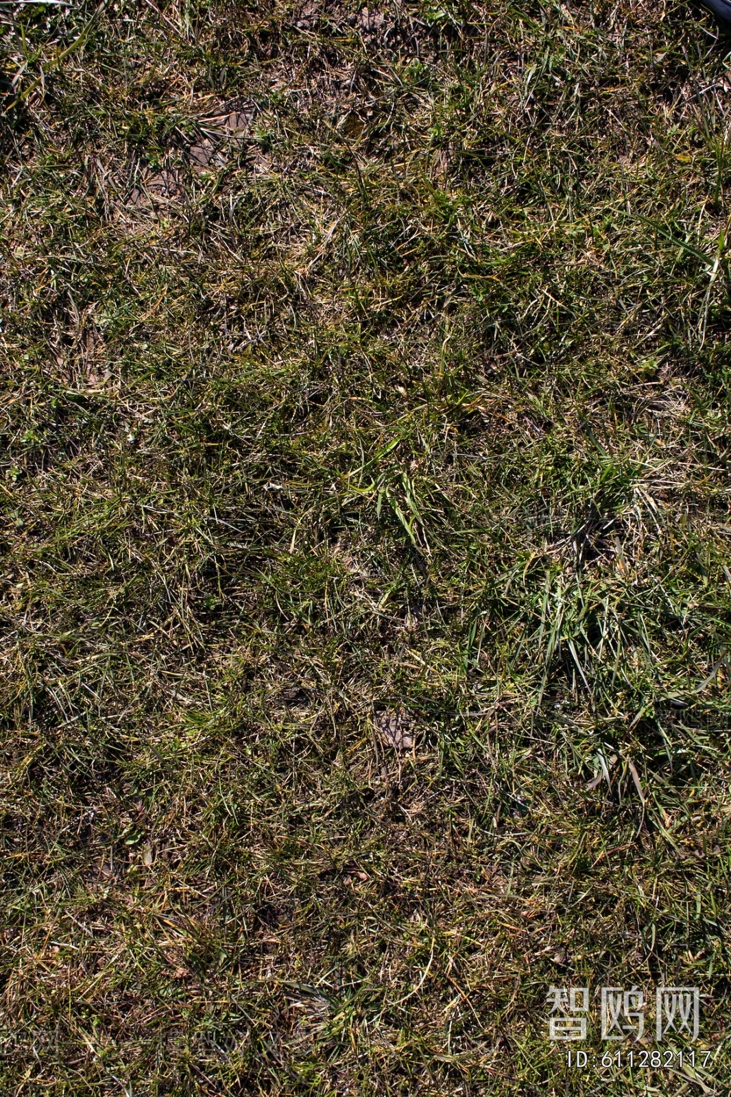 Grass