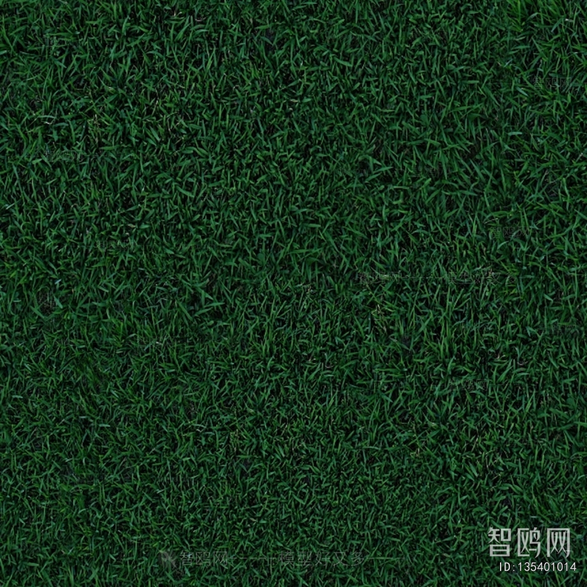 Grass