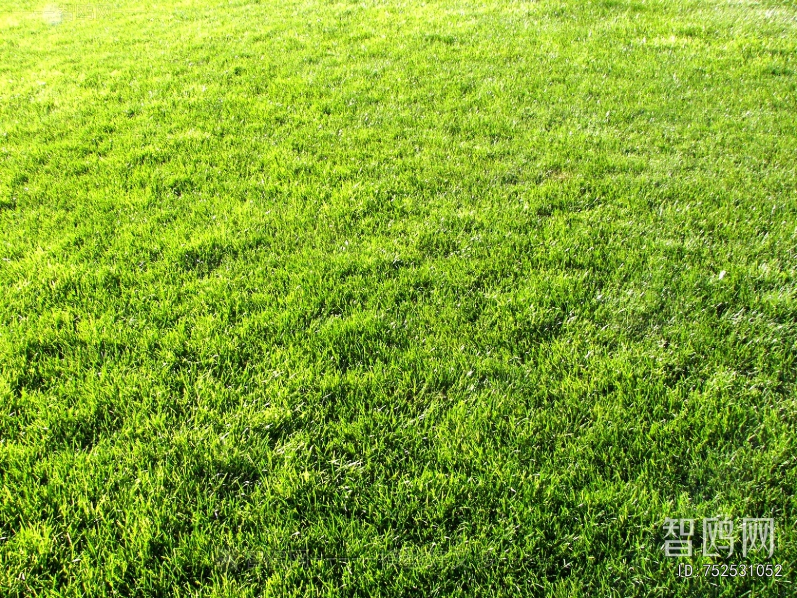 Grass