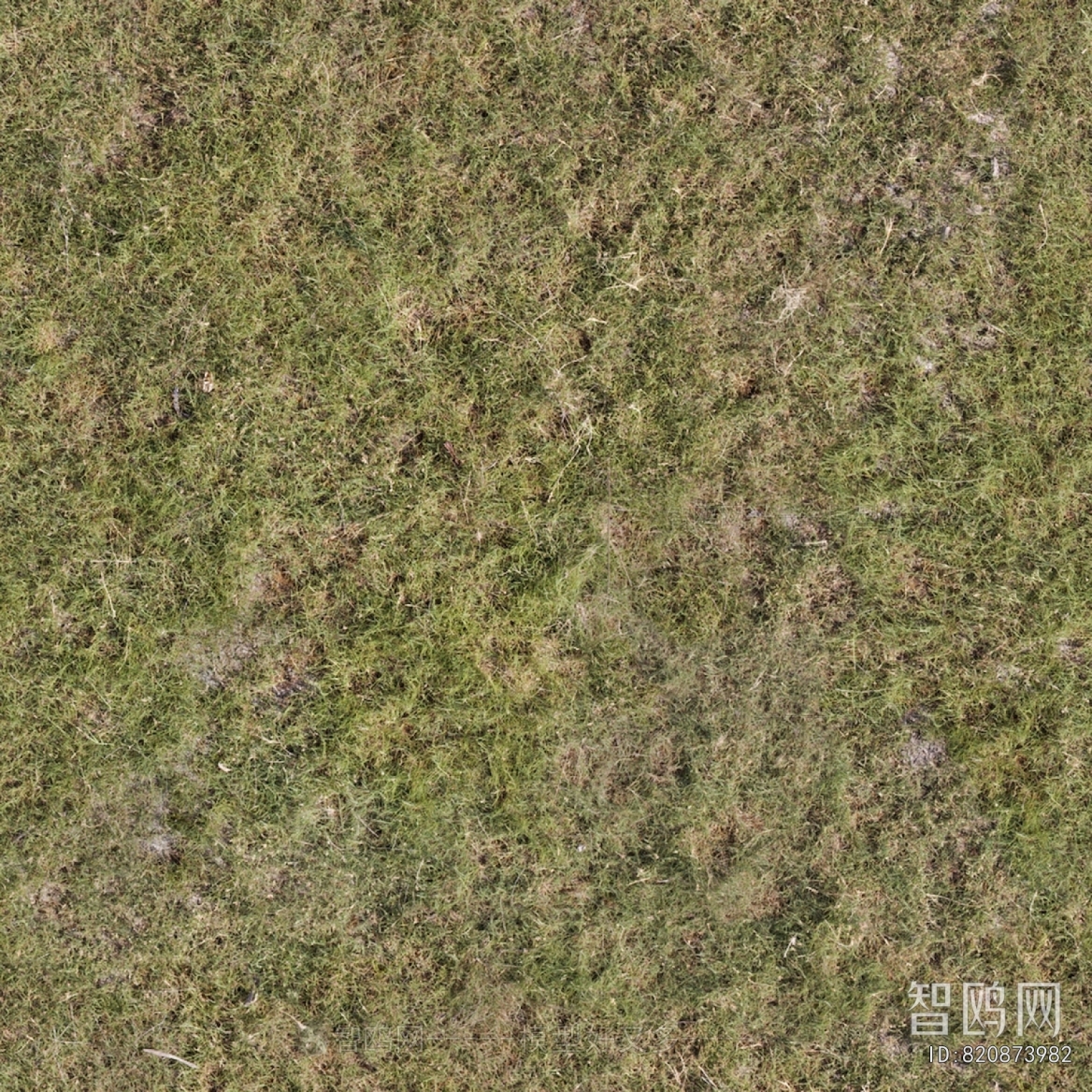Grass