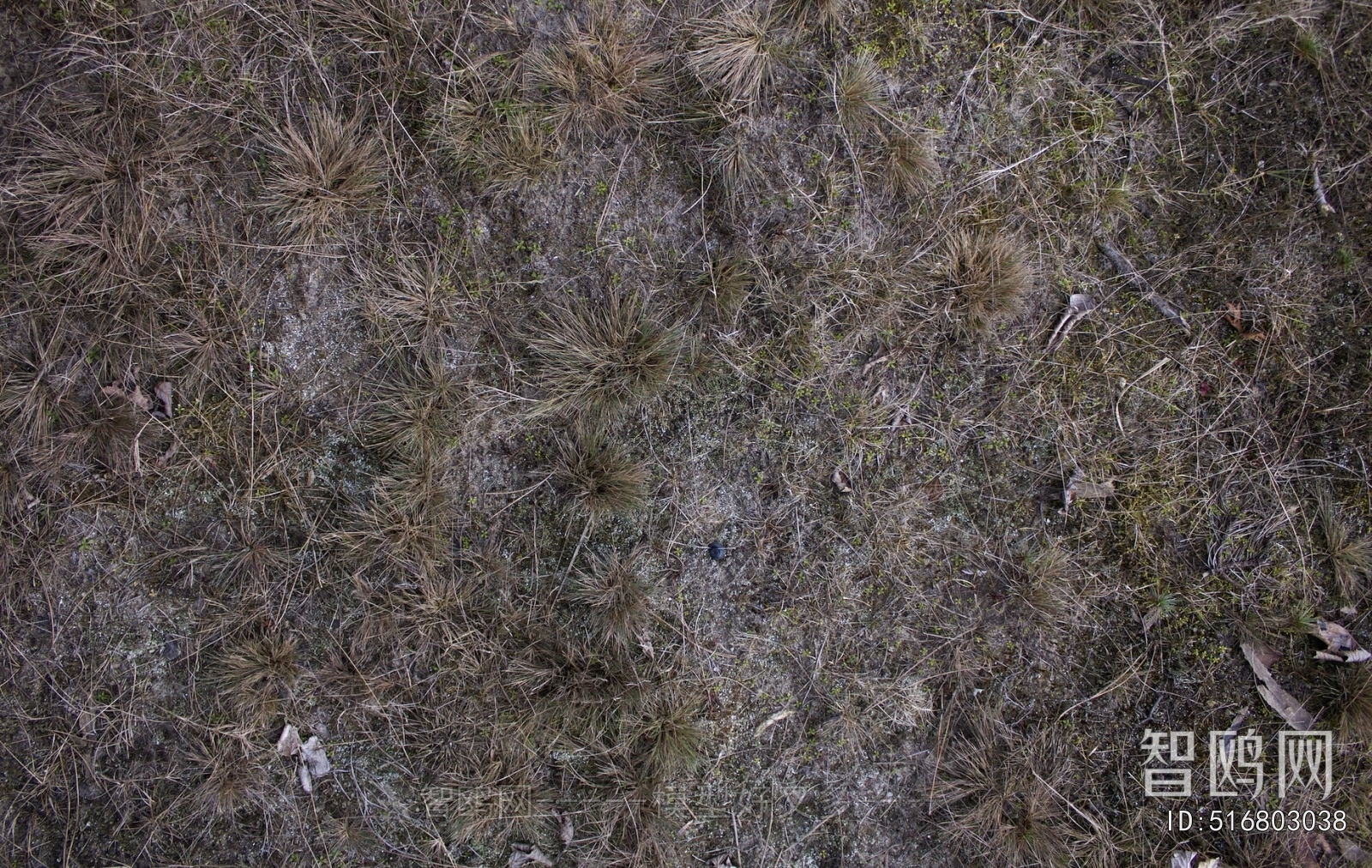 Grass